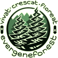 Evergeneforest